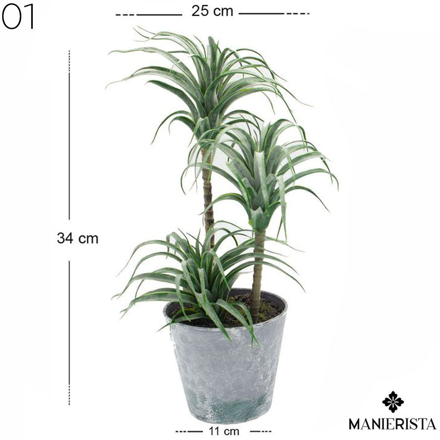 Pianta di Tillandsia con vaso