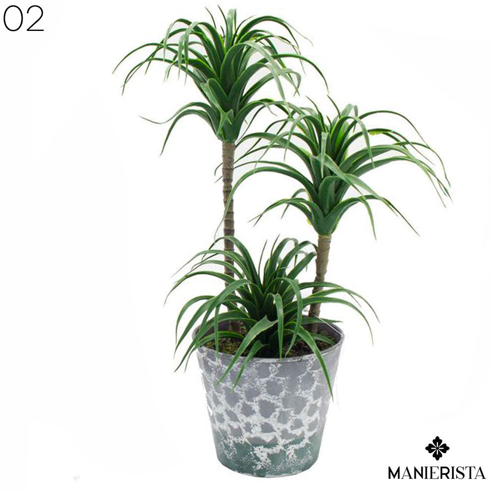 Pianta di Tillandsia con vaso