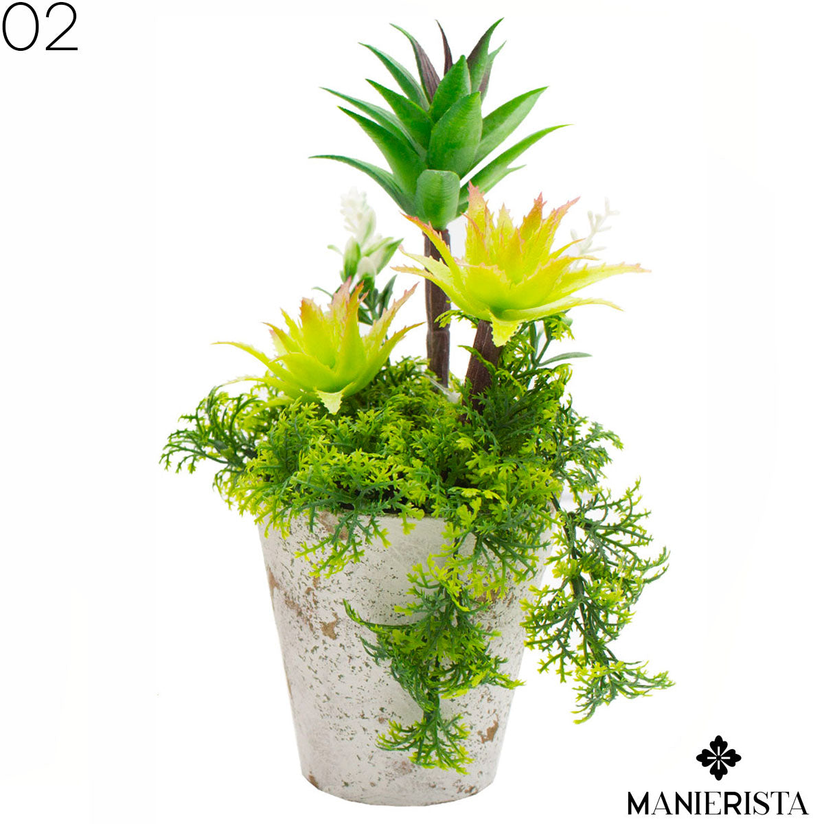 Vasetto con pianta desert