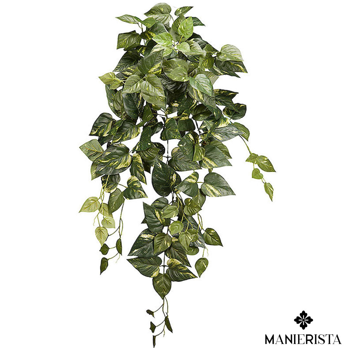 Pothos cadente con 241 foglie