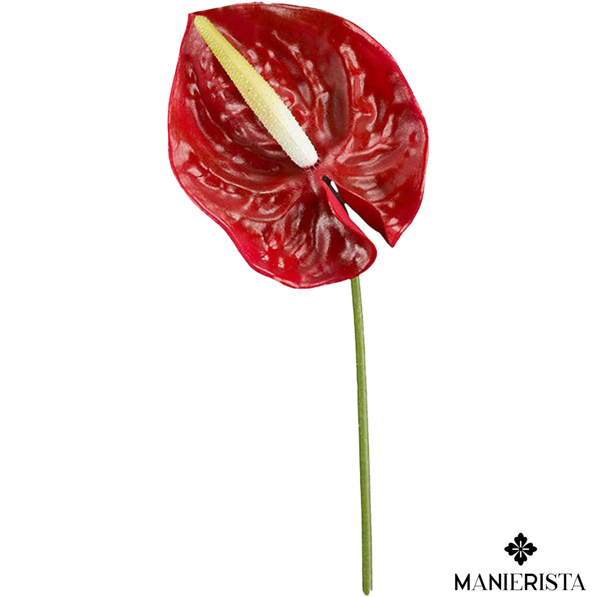 Anthurium - rosso