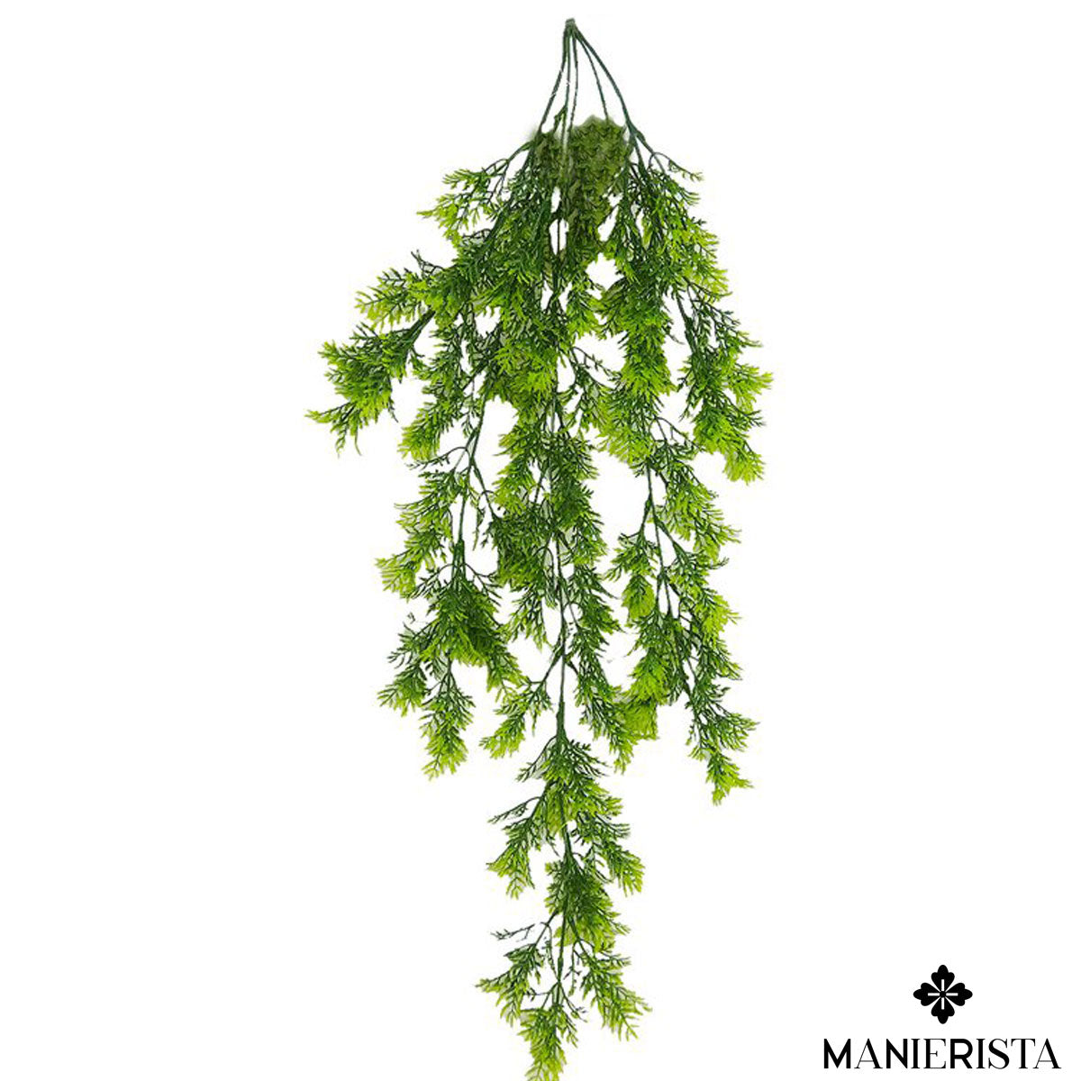 Mini asplenium cadente