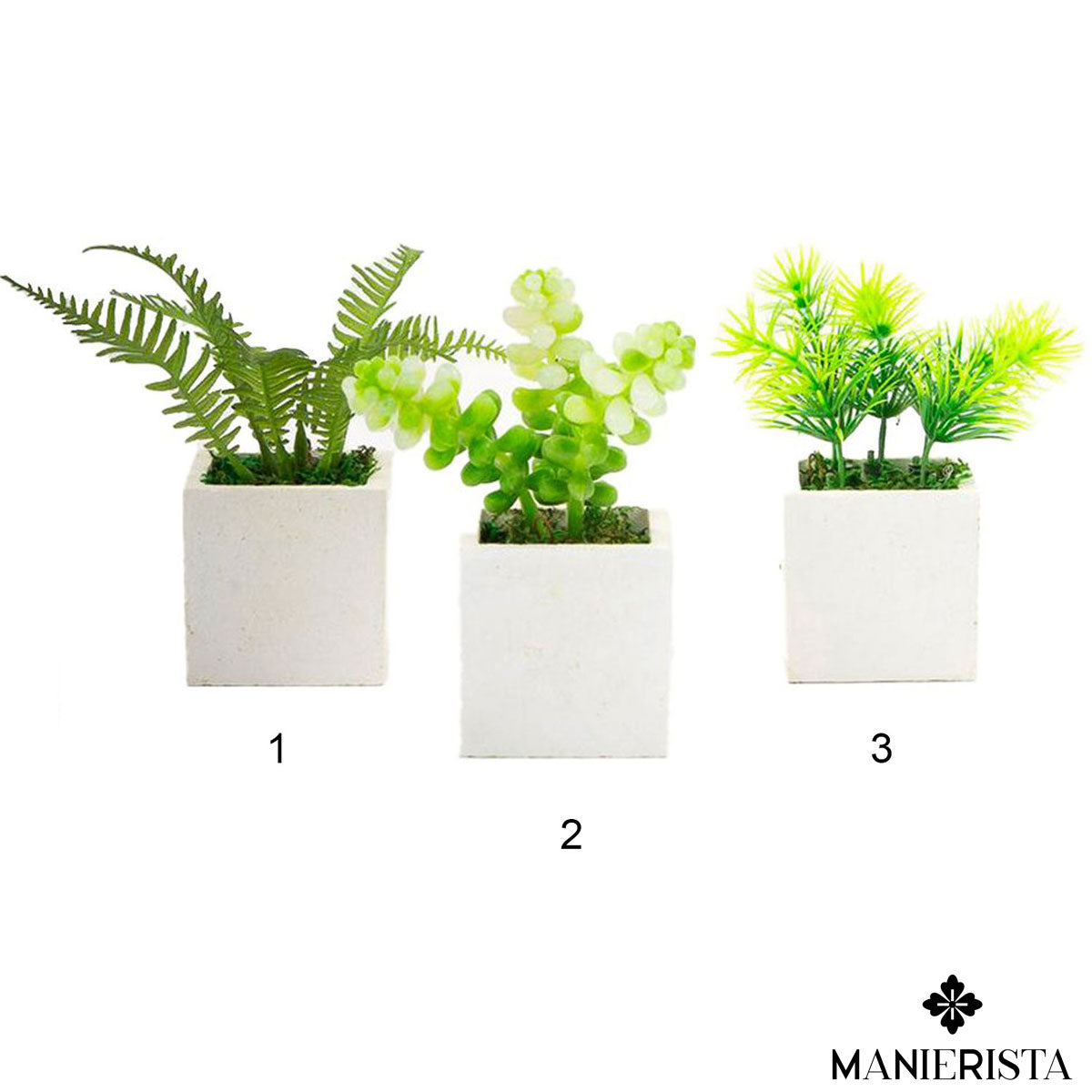 Vasetto di piantine verdi