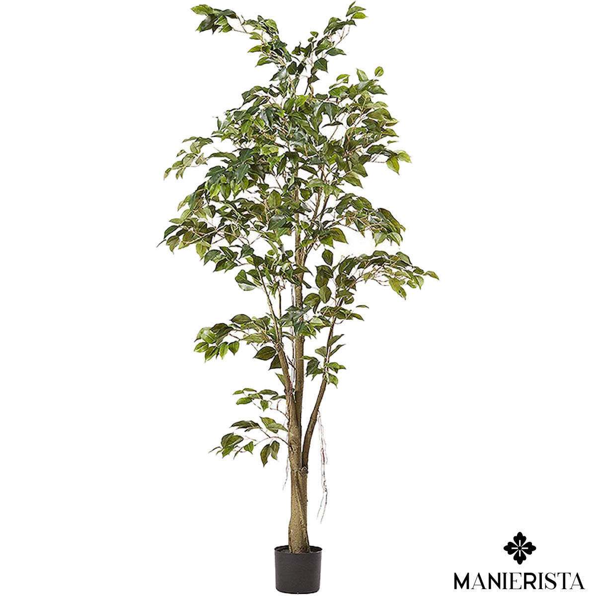 Ficus medio in vaso - 180 cm