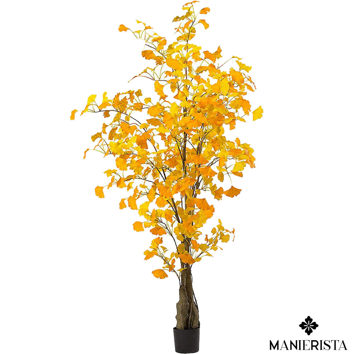 Ginko biloba medio in vaso - 160 cm