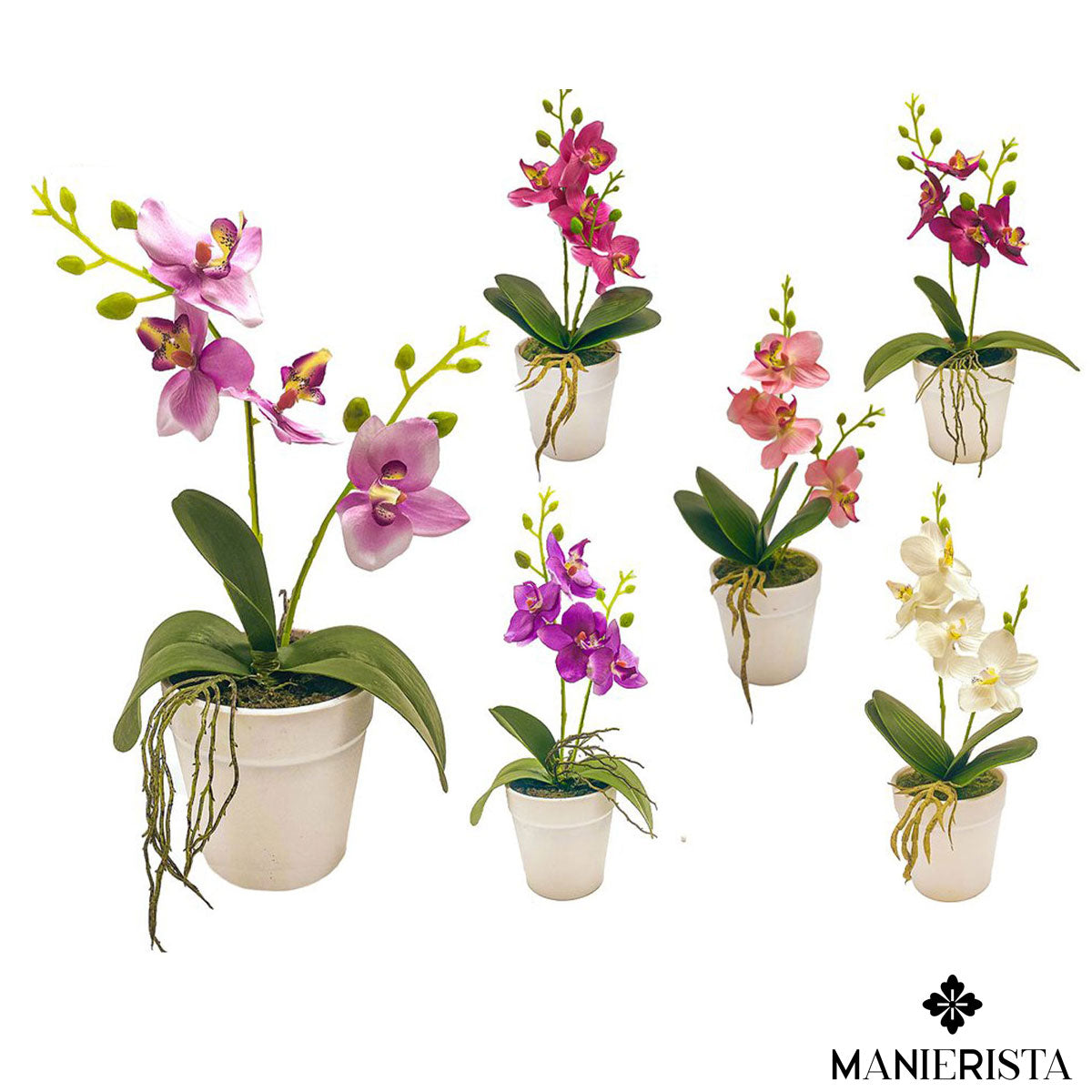 Phalenopsis medio in vaso
