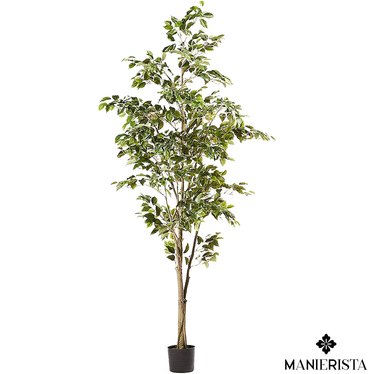 Ficus grande in vaso - 210 cm