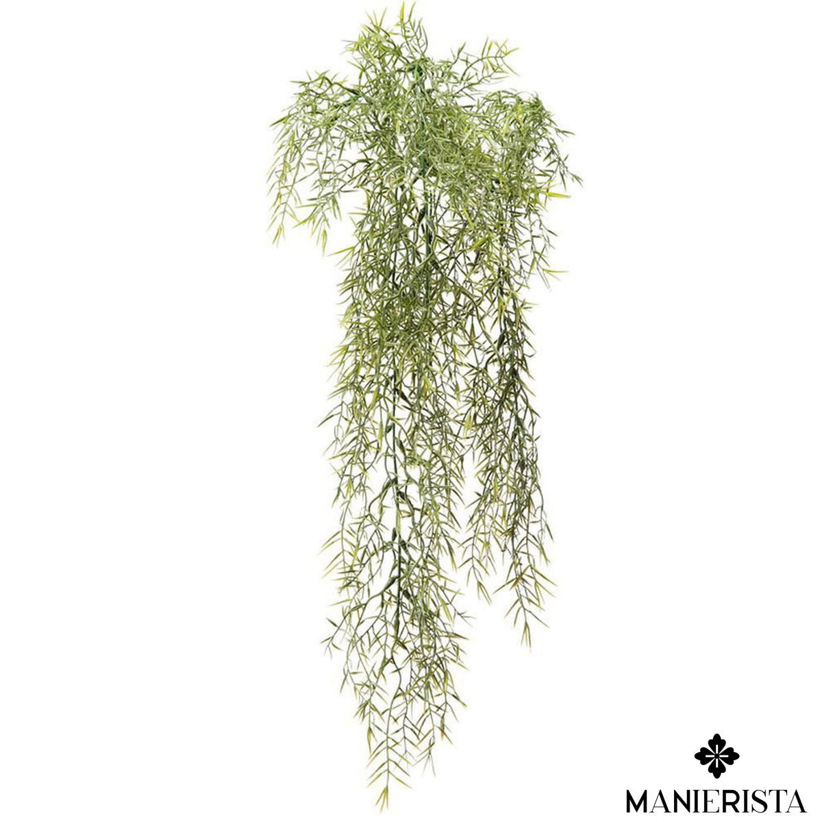 Cadente asparagina