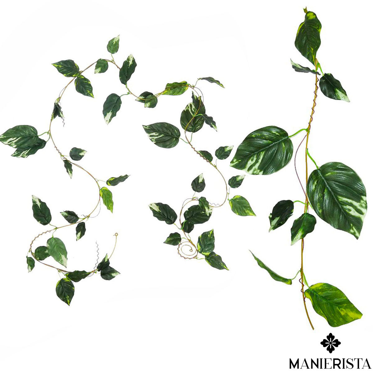 Filo verde con 44 foglie - pothos