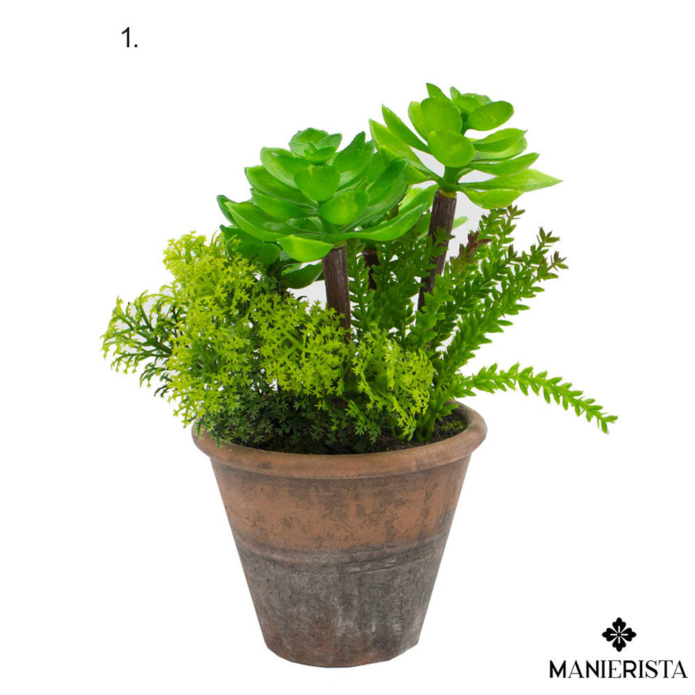 Vaso in terracotta con piante grasse