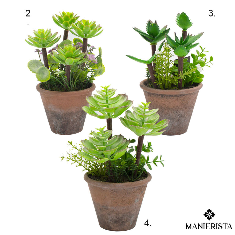 Vaso in terracotta con piante grasse