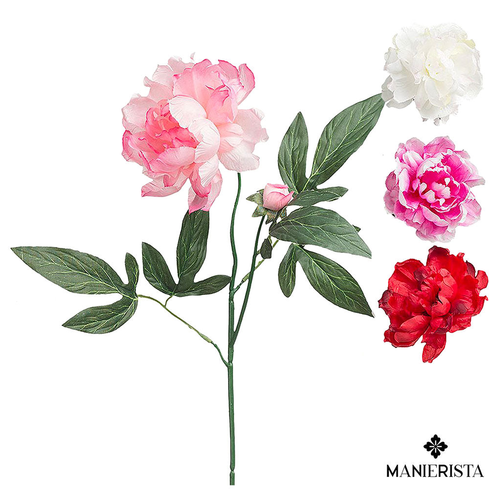 Peonia con fiore singolo e bocciolo