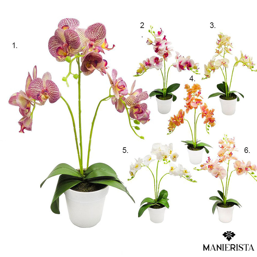 Orchidea in vaso - 65 cm