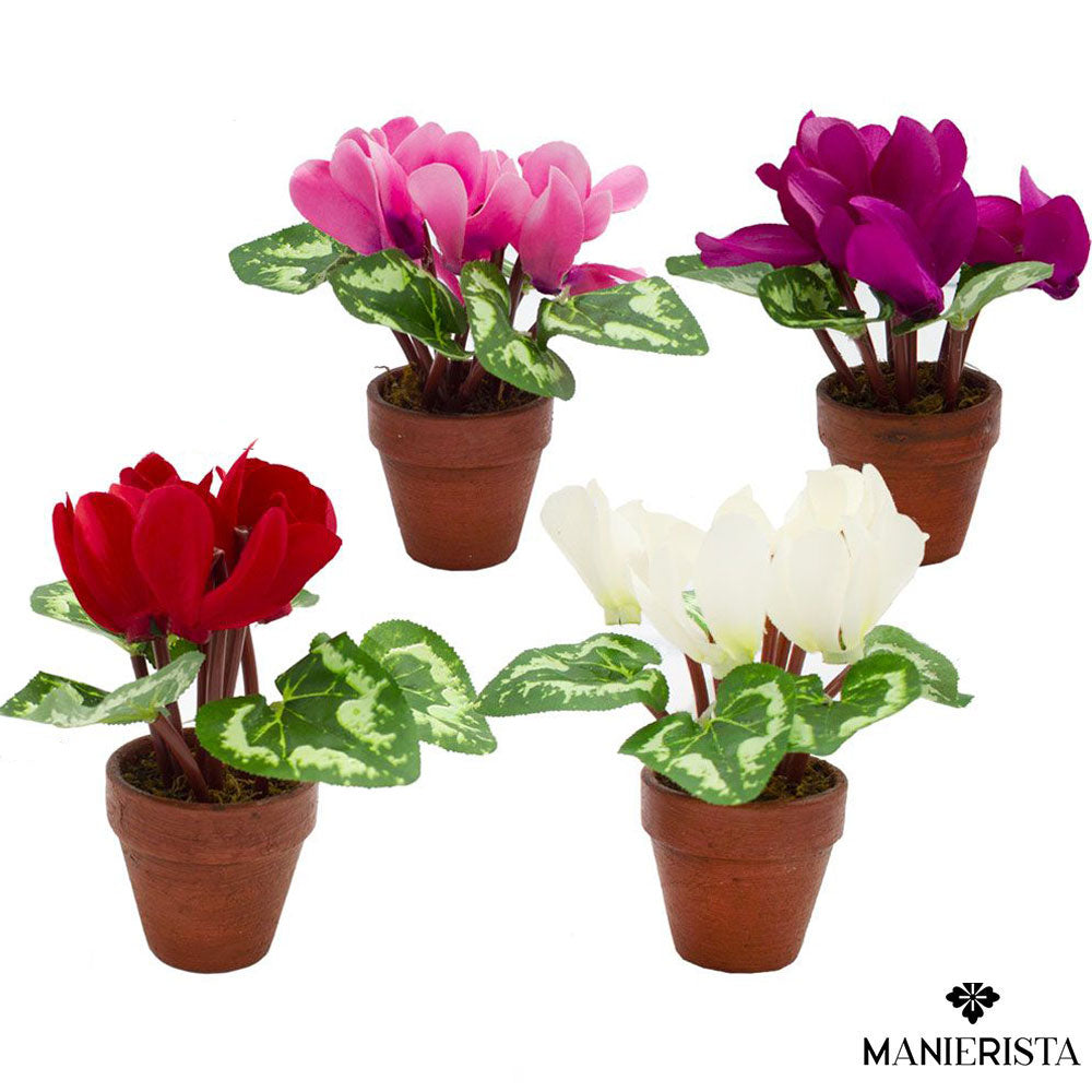 Ciclamino in vasetto - 17 cm