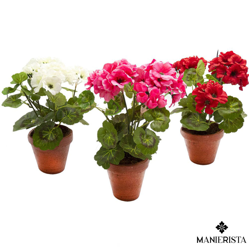 Geranio in vaso - 30 cm