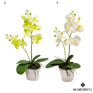 Phalenopsis in vaso - 45 cm