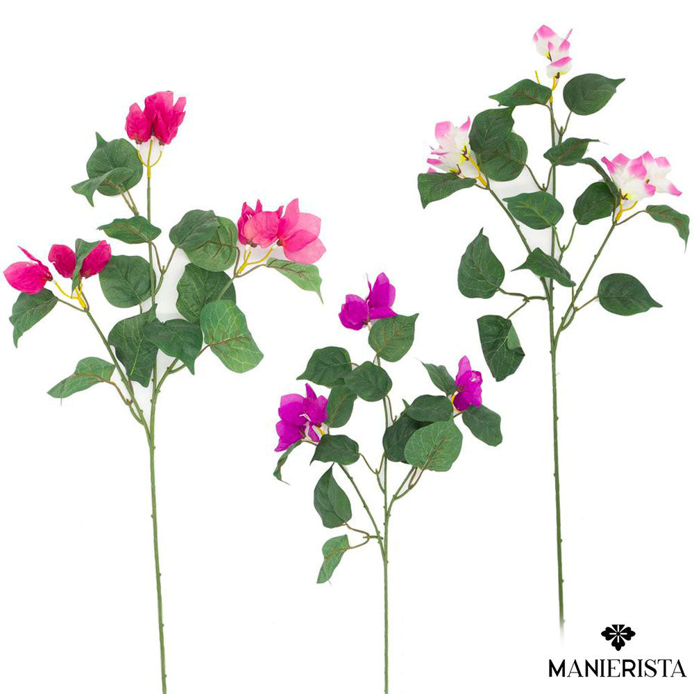 Tralcio di bouganville