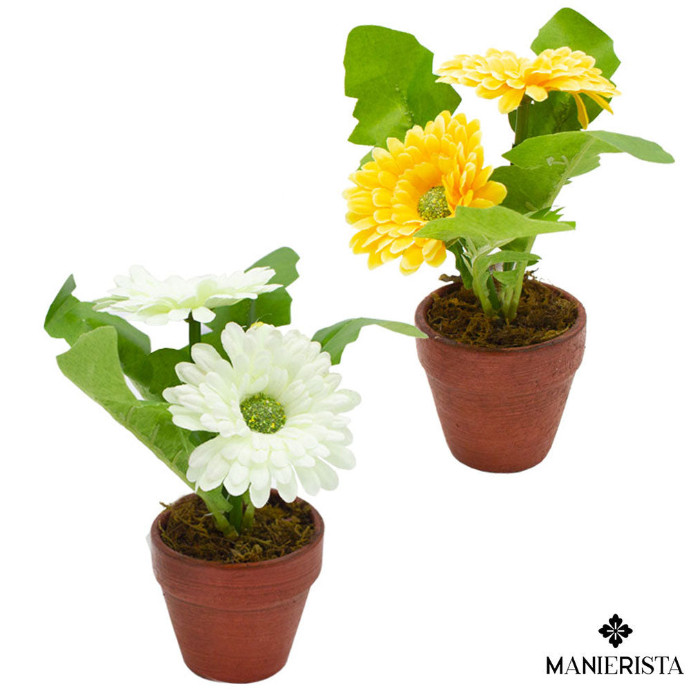 Gerbere in vasetto - 17 cm