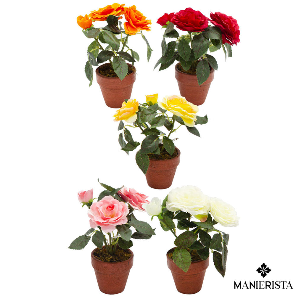 Rosa inglese in vasetto