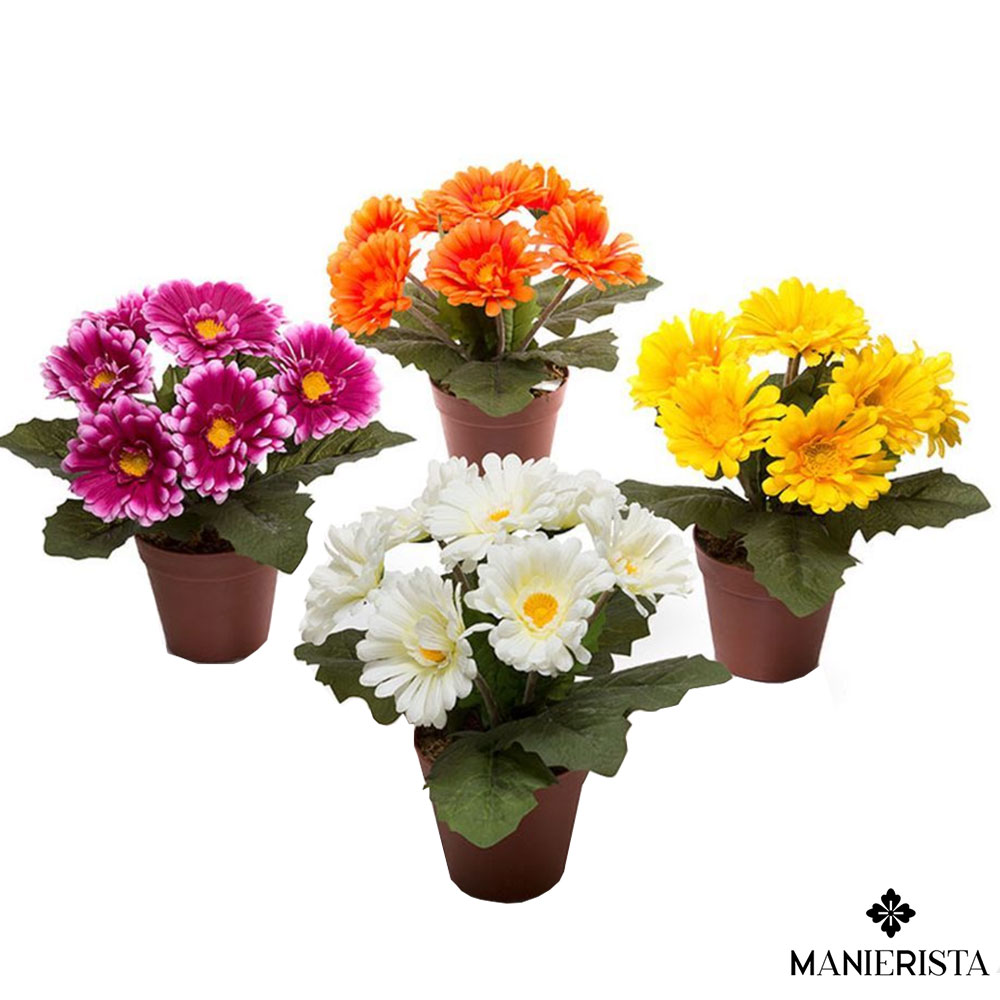 Gerbera in vaso - 30 cm