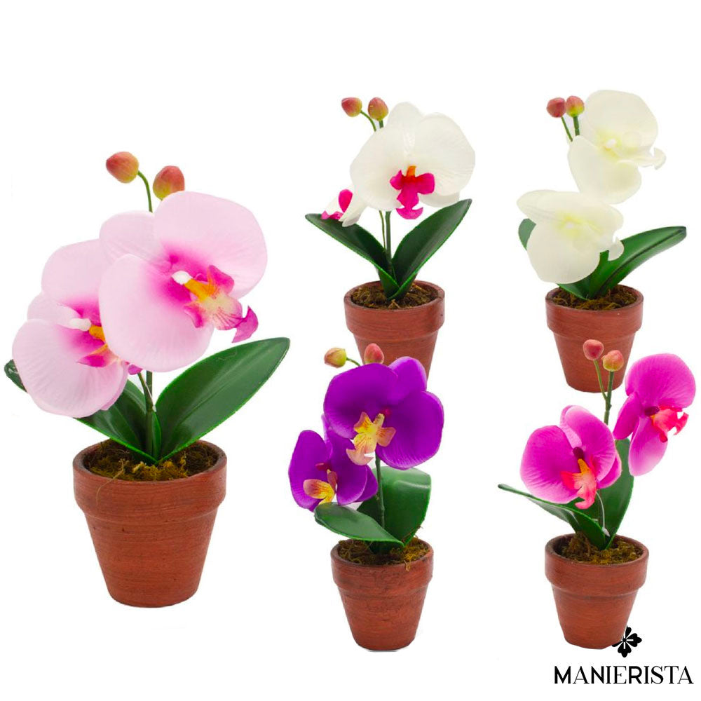 Orchidea in vaso piccolo - 20 cm