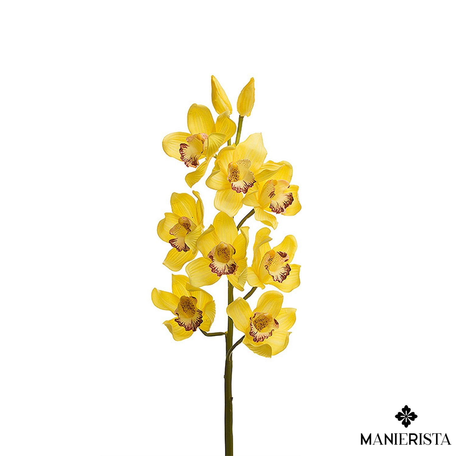 Ramo di orchidea cymbidium con 10 fiori