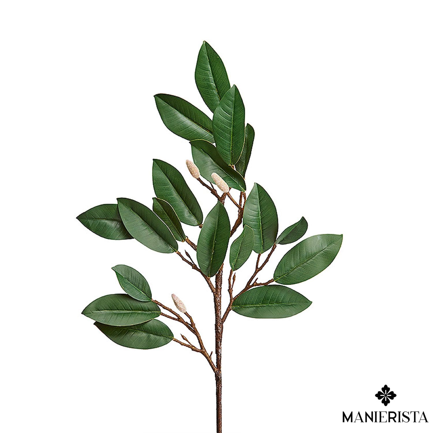 Ramo con foglie di magnolia