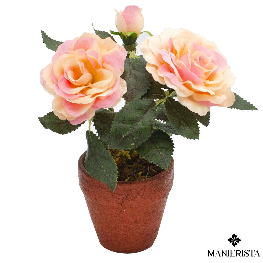 Rosa inglese in vasetto