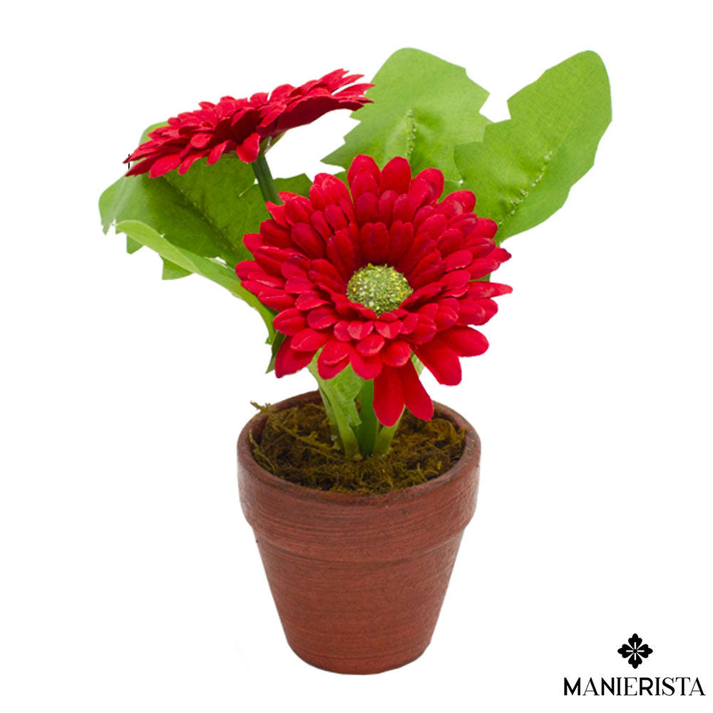 Gerbere in vasetto - 17 cm