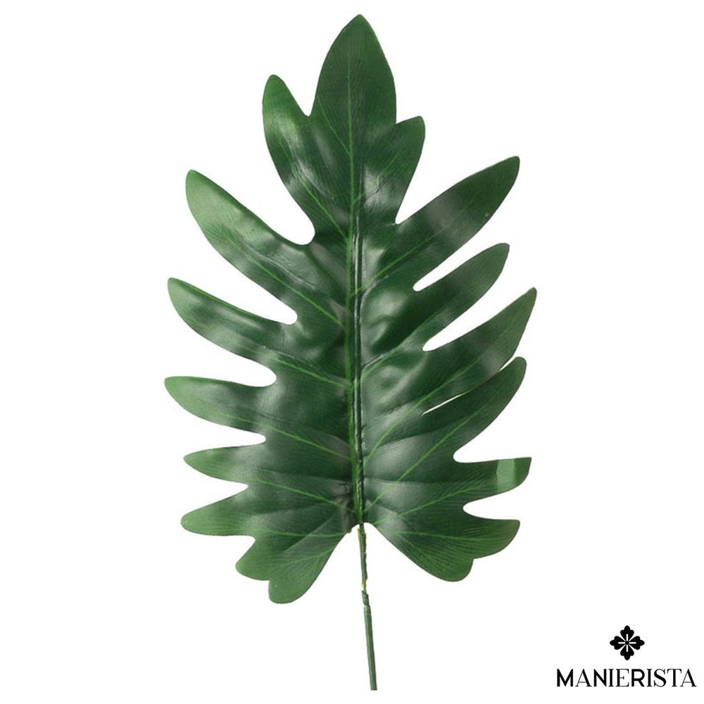 Foglia di Philodendron Xanadu